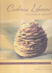 Cedrus Libani The Cedar Of Lebanon